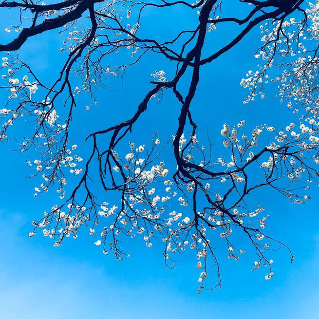 Divergent Git Branches - From Problem to Solution