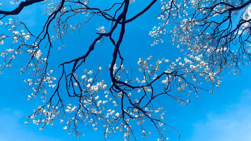 Divergent Git Branches - From Problem to Solution